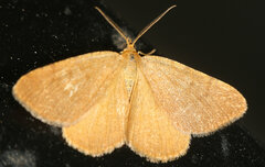 Macaria brunneata
