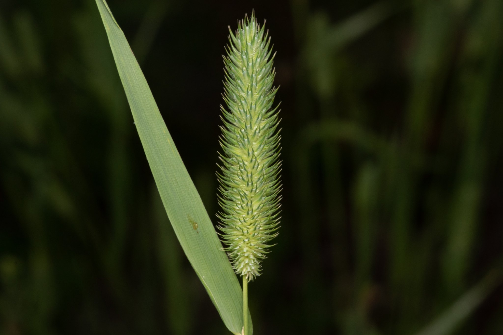 Phleum