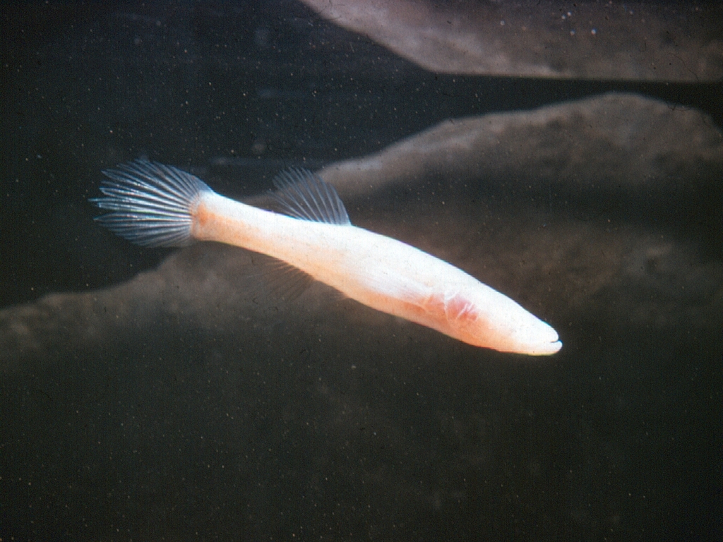 Northern Cavefish