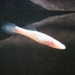 Northern Cavefish - Photo National Park Service Digital Image Archives, no known copyright restrictions (public domain)