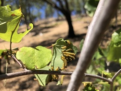 Oedemasia concinna