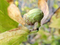 Calycanthus occidentalis
