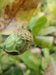 Calycanthus occidentalis