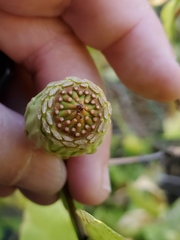 Calycanthus occidentalis