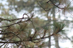 Troglodytes aedon brunneicollis