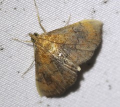 Hyalobathra aequalis