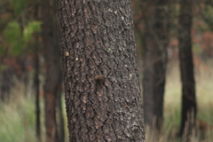 Troglodytes aedon brunneicollis