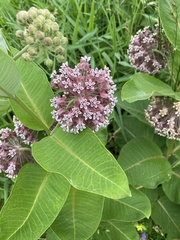 Asclepias syriaca
