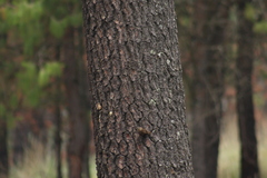 Troglodytes aedon brunneicollis