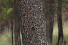 Troglodytes aedon brunneicollis