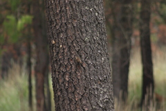 Troglodytes aedon brunneicollis