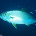 Mediterranean Amberjack - Photo (c) Dennis Rabeling, some rights reserved (CC BY-NC-ND), uploaded by Dennis Rabeling