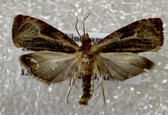 Olethreutes quadrifidum