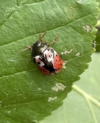 Calligrapha spiraeae