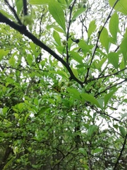 Achatocarpus praecox