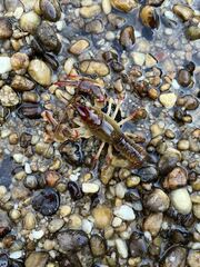 Lacunicambarus dalyae