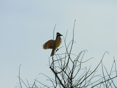 Pitangus sulphuratus