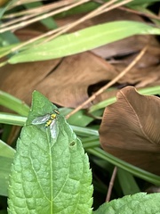 Chrysosoma leucopogon