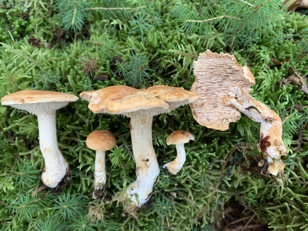 Hydnum submulsicolor