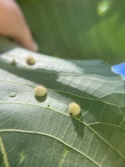 Caryomyia antennata