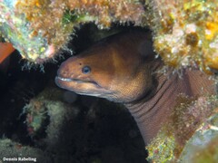 Gymnothorax unicolor