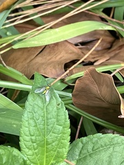 Chrysosoma leucopogon