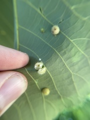 Caryomyia antennata