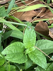 Chrysosoma leucopogon