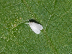 Aleyrodes lonicerae