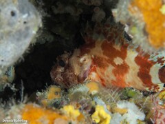 Scorpaena canariensis