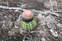 Melocactus bahiensis