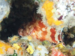 Scorpaena canariensis