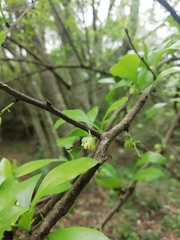 Achatocarpus praecox