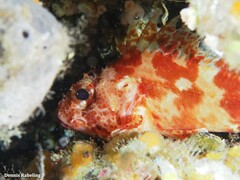 Scorpaena canariensis