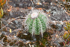 Melocactus bahiensis