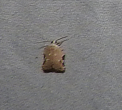 Acleris subnivana