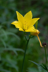 Hemerocallis minor
