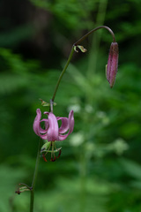 Lilium martagon pilosiusculum
