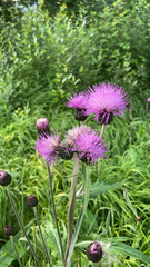 Cirsium heterophyllum