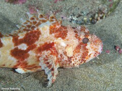 Scorpaena canariensis