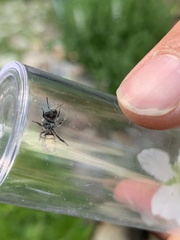 Megachile campanulae