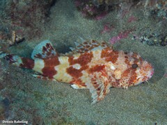Scorpaena canariensis