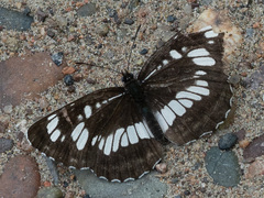 Neptis rivularis