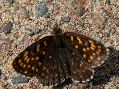 Melitaea diamina