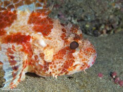 Scorpaena canariensis