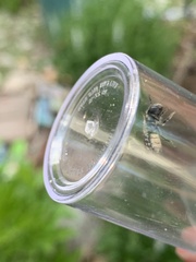 Megachile campanulae