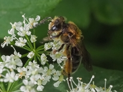 Andrena