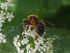 Andrena