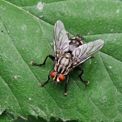 Sarcophaga carnaria