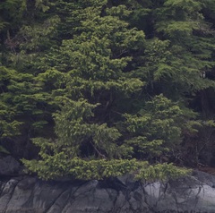 Cupressus nootkatensis